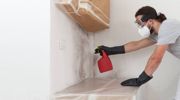 Professional Basement Mold Removal technician working in Swarthmore, PA
