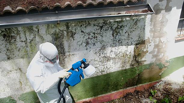 Top rated local Basement Mold Removal specialists in Swarthmore, PA